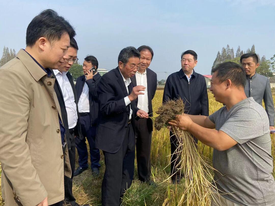 最新水稻种植技术，农业现代化的核心驱动力