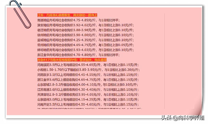 最新毛鸡价格动态解析报告