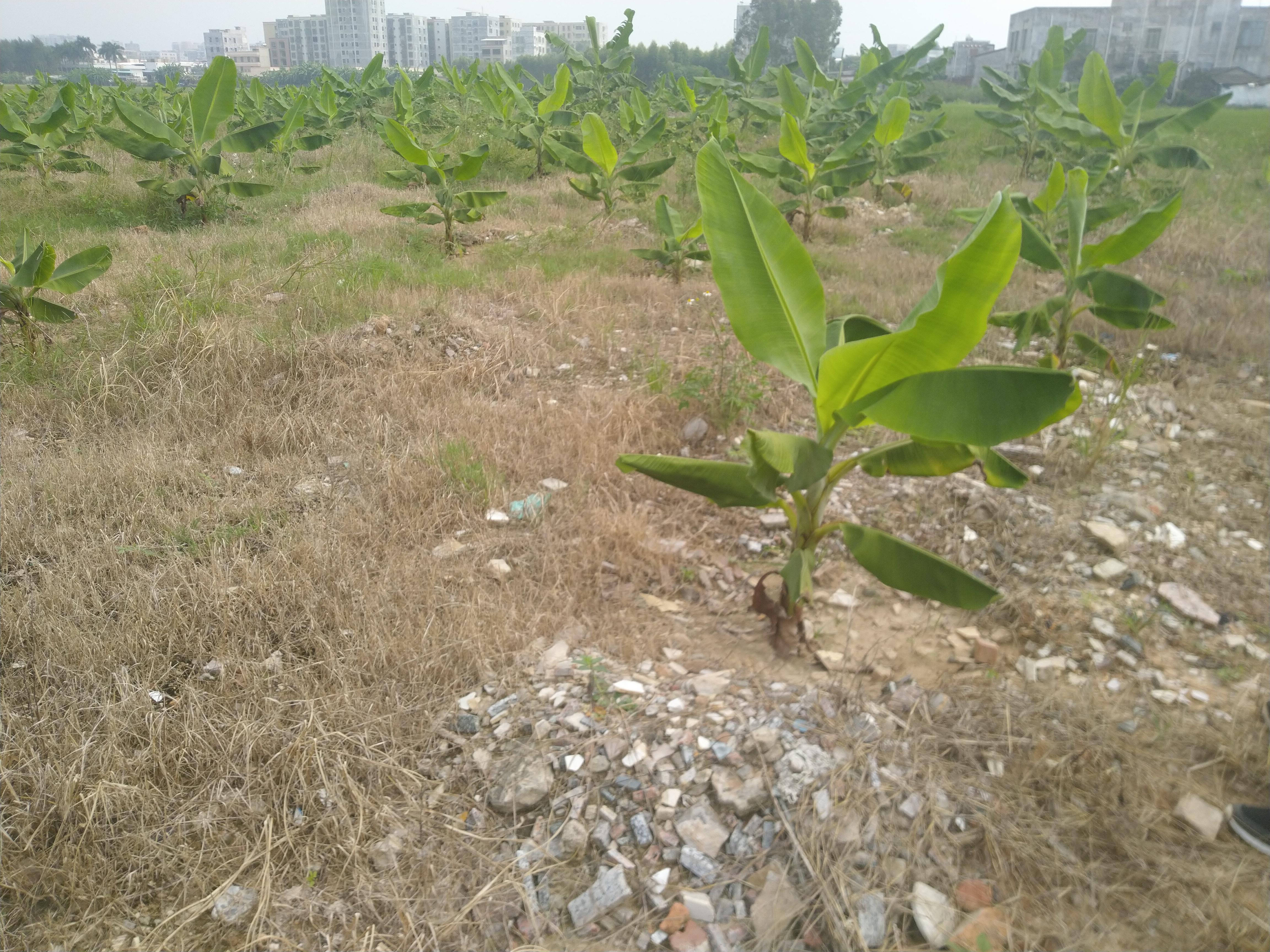 雷州一网最新新闻汇总，城市动态与社会热点全面报道